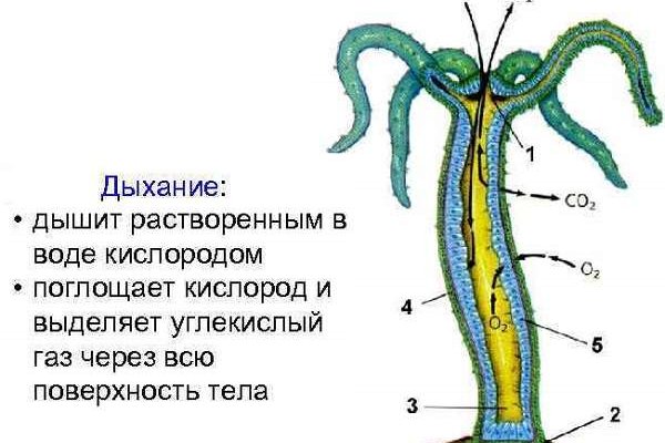 Как купить на блэкспрут первый раз